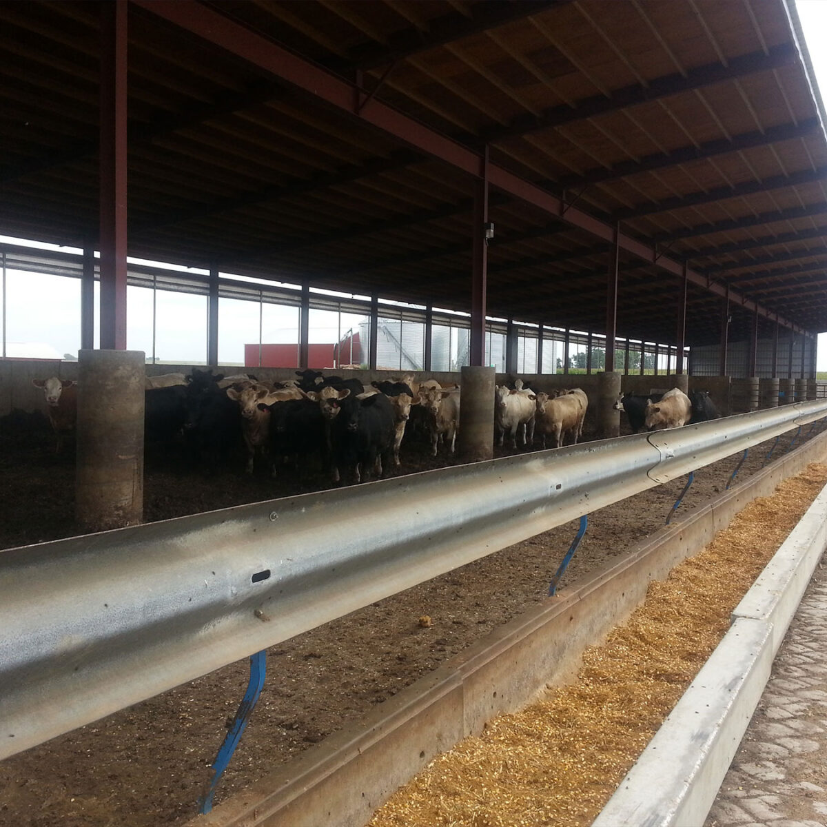 Bed Pack Facilities – Midwest Beef Systems